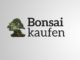 bonsai kaufen Angebote